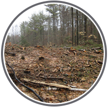 Clearcut Trees